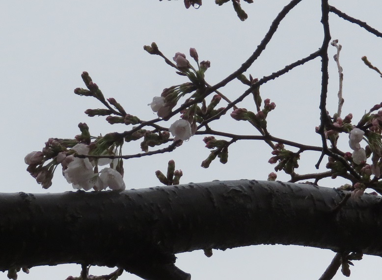 3月21日の桜