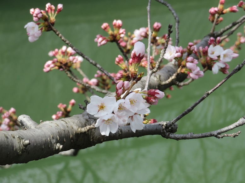 3月24日の桜①