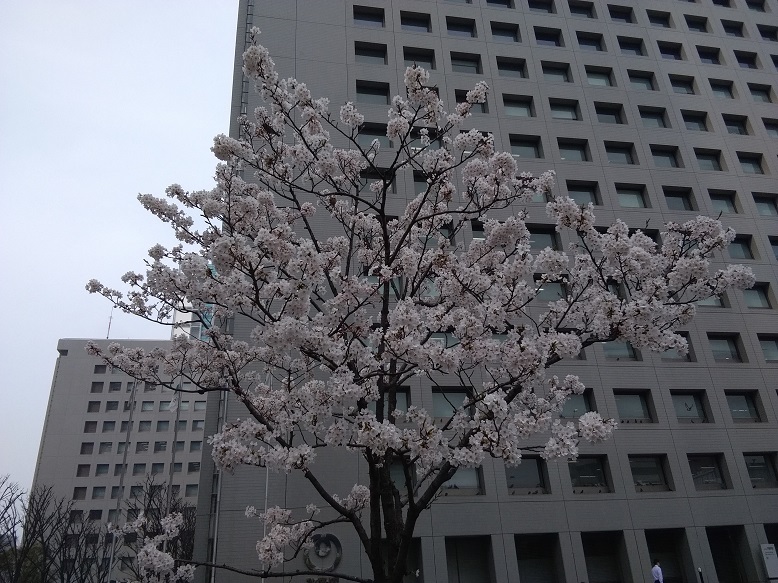 3月27日の品川の桜