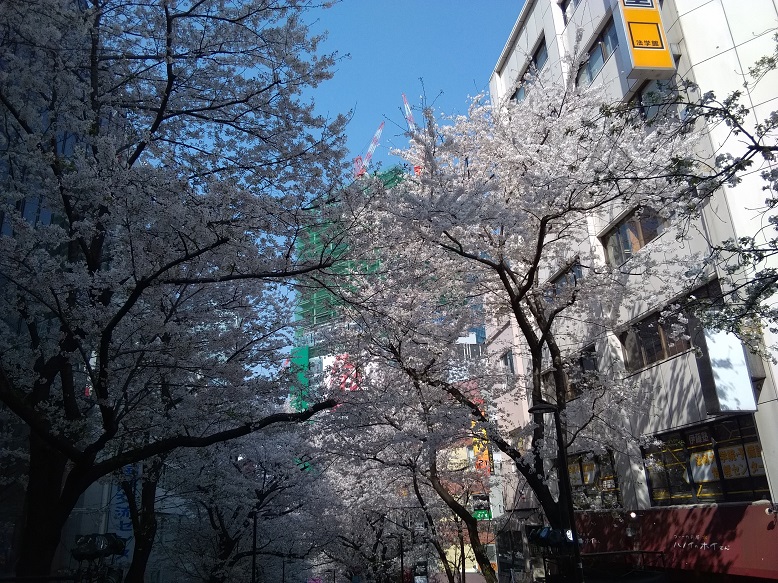 3月28日の渋谷の桜
